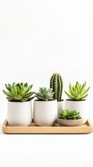 Fototapeta premium Modern xeriscape-inspired home decor with minimal succulents isolated on white.