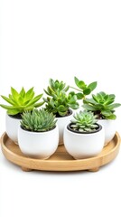 Obraz premium Modern xeriscape-inspired home decor with minimal succulents isolated on white.