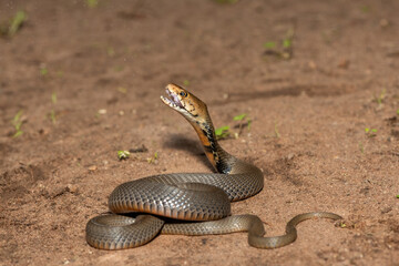 The feared Mozambique Spitting Cobra (Naja mossambica) prepared to spit its venom – Africa’s deadly venomous snake