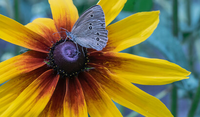 Close-up image of a garden flower