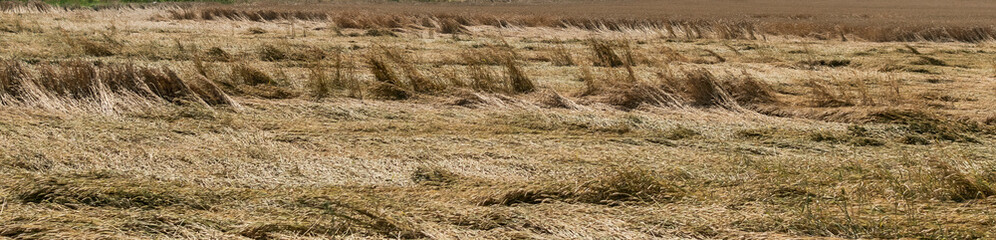 The felled wheat crop after the fall