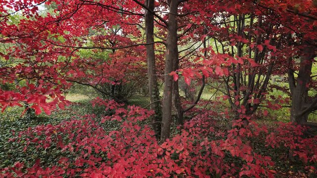 Red autumn crown of Parrotia persica (Persian ironwood) in the park.