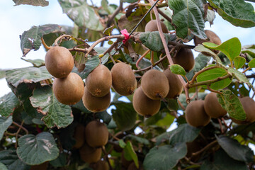 Kiwi picking season. Kiwi on a kiwi tree plantation with with huge clusters of fruits.