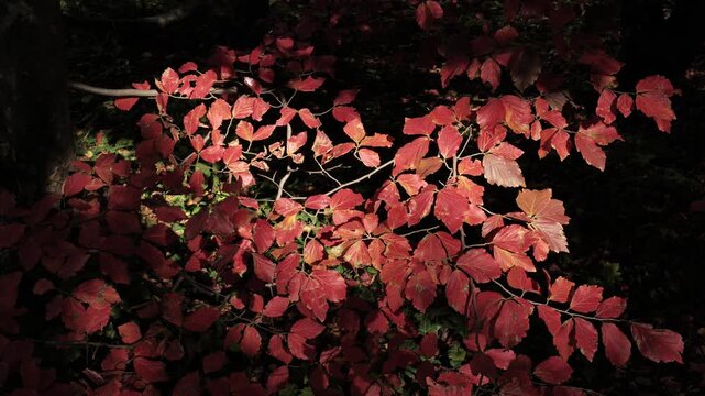 Red autumn crown of Parrotia persica (Persian ironwood) in the park.