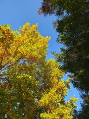 Albero autunnale, fogliame autunnale, foliage