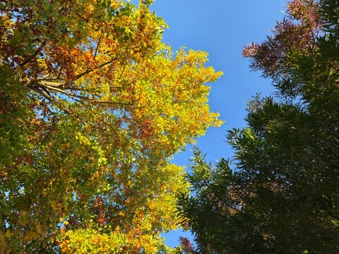 Albero autunnale, fogliame autunnale, foliage
