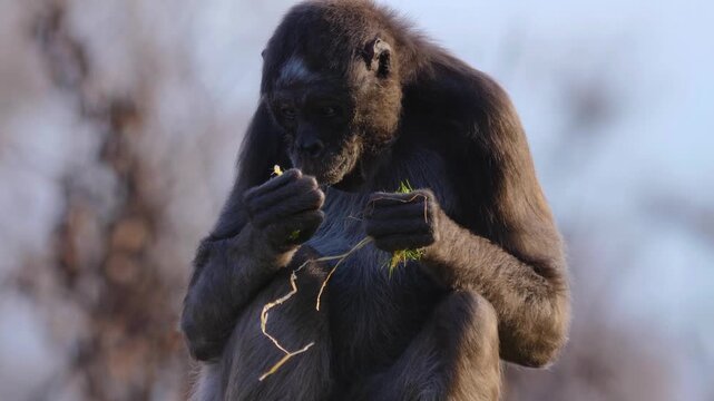 A close up view of a spider monkey resting on a branch and eating veggies on sunny day.