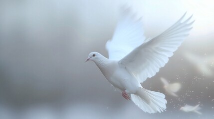 White dove in flight, wings spread wide, soft light background