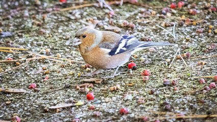 chaffinch looking for berries on the ground