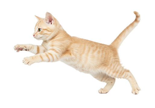 Ginger tabby kitten PNG isolated on transparent background, playful orange cat leaping in the air, cute pet for design projects