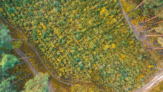 Aerial view of a lush green forest showcasing various shades of green and hints of yellow leaves, perfect for nature-related projects and environmental themes.