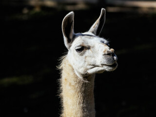 Obraz premium close up of a llama