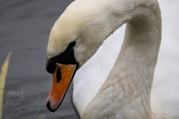 close-up of a mute swan's head as it tries to feed
