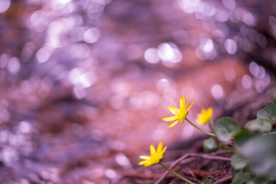 Dotterblumen im Fr&uuml;hling im Pf&auml;lzerwald als Makroaufnahme mit Unsch&auml;rfekreisen im Hintergrund