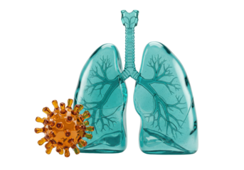 Human lungs with coronavirus isolated PNG, respiratory system affected by virus on transparent background, medical concept for healthcare