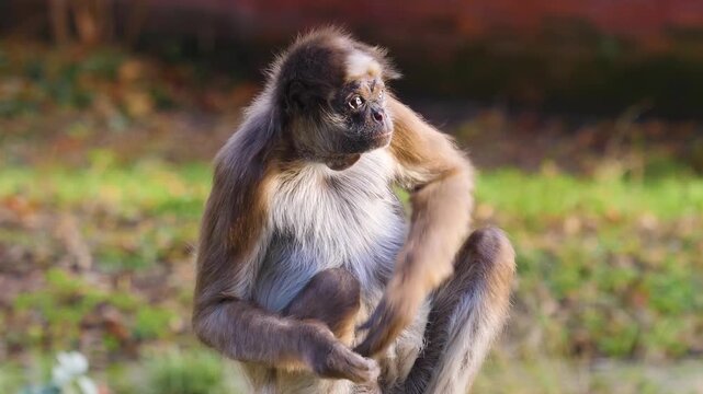 A close up view of a spider monkey resting on a branch and looking around on sunny day.