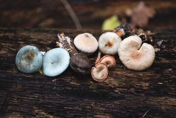 Assorted wild mushrooms of different shapes and colors placed on an old textured wooden log in the forest. Natural autumn composition showing diversity of fungi species