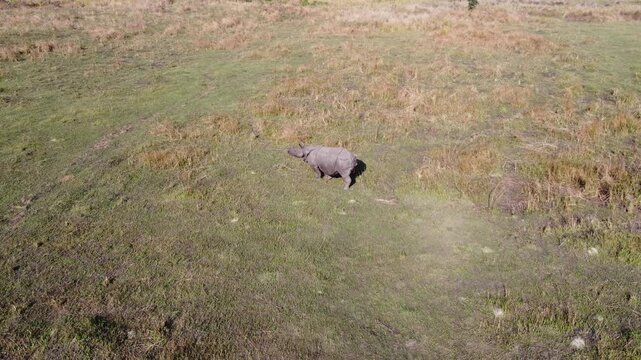 Aerial drone view of a rhino calf walking freely in the wild grasslands of Manas National Park, Assam, India &ndash; rare wildlife sighting in natural forest habitat during daylight