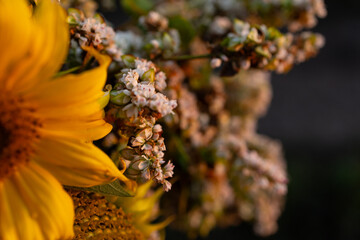 A bouquet of buckwheat and sunflower flowers. Sunflowers are bright yellow with large brown centers. Buckwheat flowers are small and white, against a sunset background.
