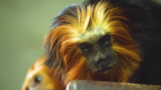 Close up head and face of a lion tamarin monkey sitting on a tree branch 