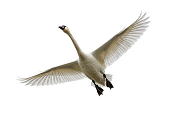 Elegant trumpeter swan flying isolated PNG on transparent background, graceful bird with outstretched wings for design projects