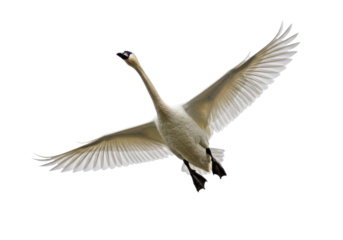 Elegant trumpeter swan flying isolated PNG on transparent background, graceful bird with outstretched wings for design projects