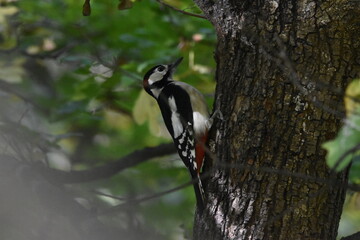 Great spotted woodpecker on tree bark
