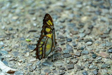 Butterfly King Swallowtail or Thoas Swallowtail, Rresting at the rocky ground. Thoas swallowtail or Papilio thoas of the family Papilionidae. Found in the southern United States, South America.