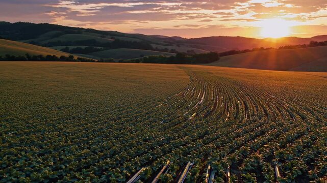 Golden sunlight illuminating expansive farmland, intricate irrigation channels watering uniform crop rows stretching toward distant rolling hills during twilight