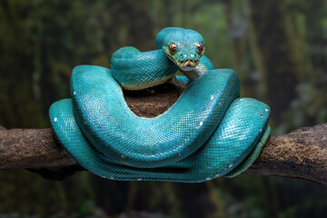 A green tree python (Morelia viridis) blue morph resting on a branch. This rare color variant is...