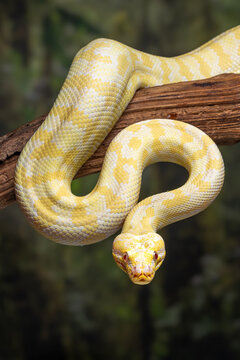 An albino Darwin Carpet Python (morelia spilota variegata). is a subspecies of python found in Papua, New Guinea, and Australia.
