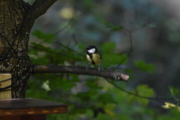 Great tit perched on forest branch

