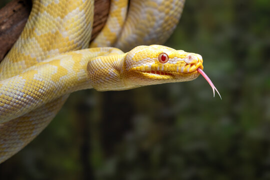 An albino Darwin Carpet Python (morelia spilota variegata). is a subspecies of python found in Papua, New Guinea, and Australia.