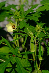 Okra flower and pods on plant.