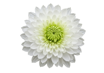 Beautiful white chrysanthemum flower isolated on transparent background, elegant floral element for design projects in PNG format