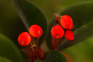 Plant list 2025 - Red tropical flower (Hairy exotic bloom macro)