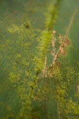 Plant list 2025 - Costus cf. laevis leaf with moss growth