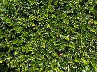 Photo of Indian cluster berry branches with lush green leaves, covering entire image from side to side. The vibrant texture makes it ideal for botanical background, wallpaper, or organic backdrop.