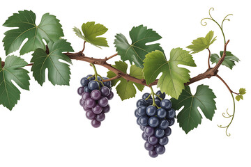 Fototapeta premium Vibrant green vine with clusters of dark purple grapes, showcasing nature's bounty and rich harvest.