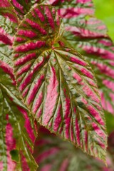 Plant list 2025 - Begonia brevirimosa (Begonia)