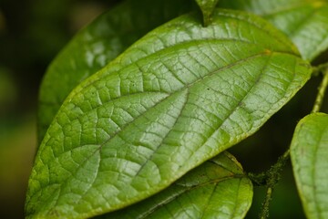 Plant list 2025 - Aristolochia tricaudata (Dutchmans Pipe)