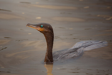Neotropic Cormorant swimming in calm river water, close-up wildlife photography