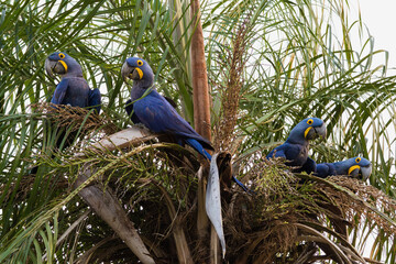 Hyacinth macaws perched on a palm tree in the Pantanal and Cerrado, Brazil