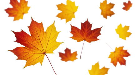 Obraz premium Autumn leaves falling on a transparent background