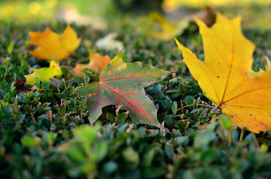 Autumn colored leaves on tree branches in the park.