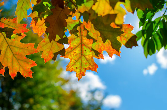 Autumn colored leaves on tree branches in the park.