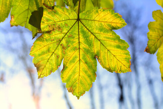 Autumn colored leaves on tree branches in the park.