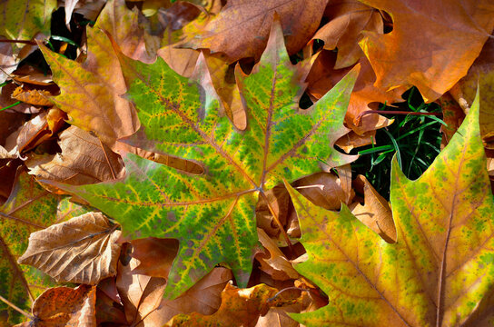Autumn colored leaves on tree branches in the park.