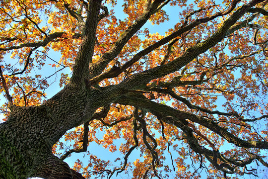 Autumn colored leaves on trees against blue sky