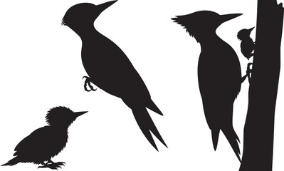 Fototapeta premium Woodpecker Family Silhouettes Set Birds Different Poses Collection Wildlife Fauna Characters